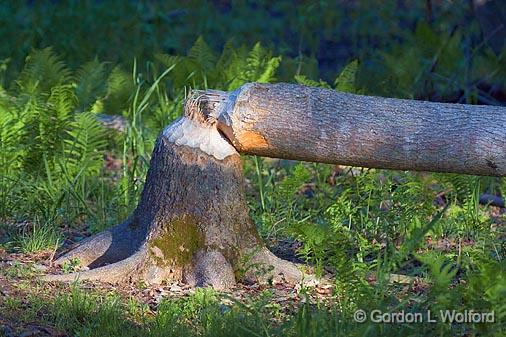 Felled Tree_48762.jpg - Photographed near Ottawa, Ontario - the Capital of Canada.